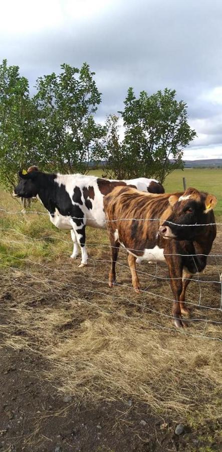 Rauthuskrithur Farm Holmabaeir Bagian luar foto
